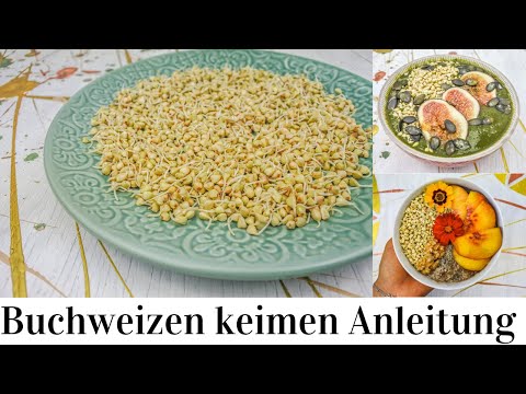 Buchweizen keimen Anleitung: wirklich einfach!