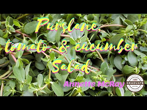 Purslane, Tomato, & Cucumber Salad