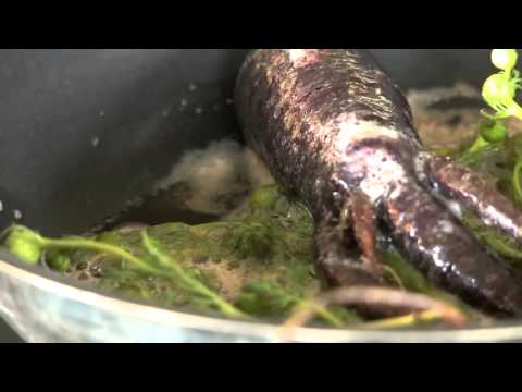 René Redzepi makes the signature Noma dish  Vintage carrot and camomile