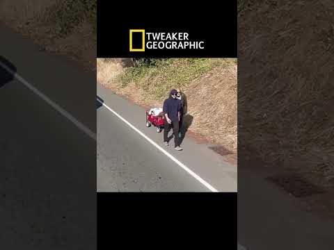 The Great Tweaker Migration #tweakers #tweaker #tweakers #funny #viral #nationalgeographic