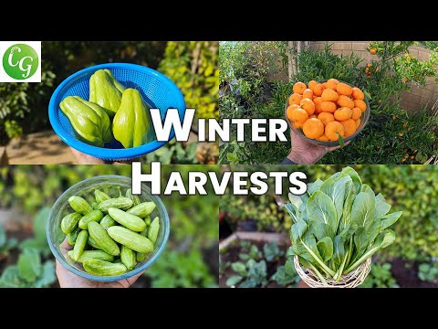 California Winter Garden: Thriving Veggies! 🌱❄️