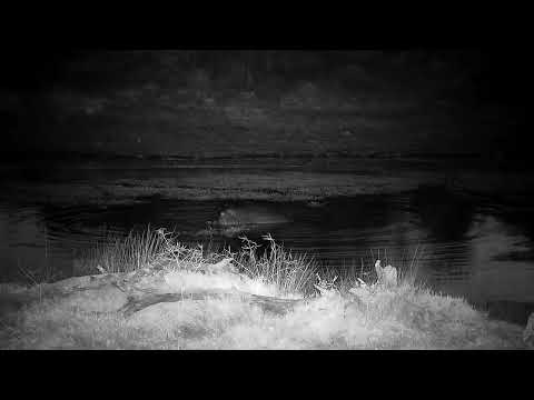 Djuma: Mating Hippos - 04:48 - 06/24/2022
