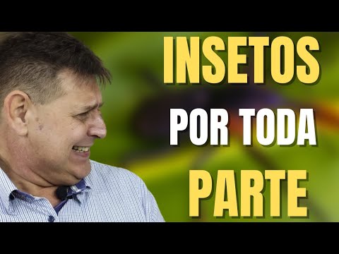 PTD nº 661 - Aparecem insetos em todo lugar onde estou