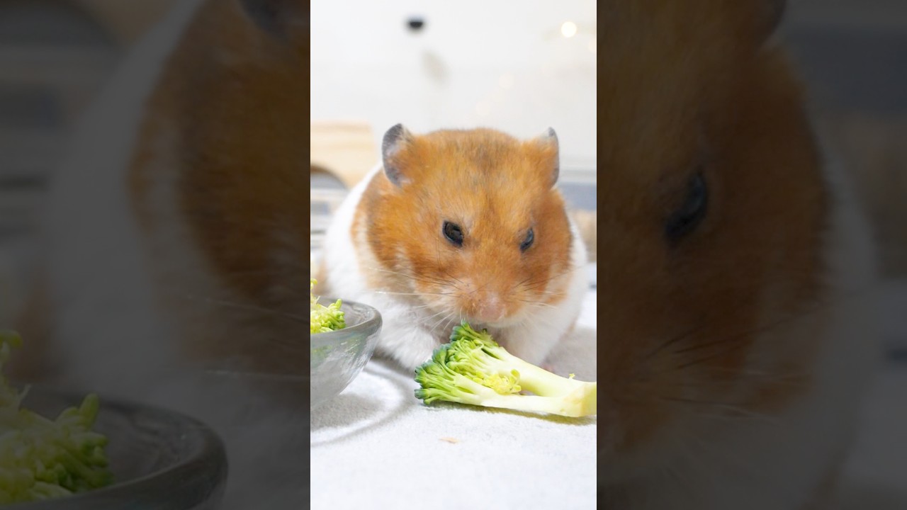 The ultimate vegetables