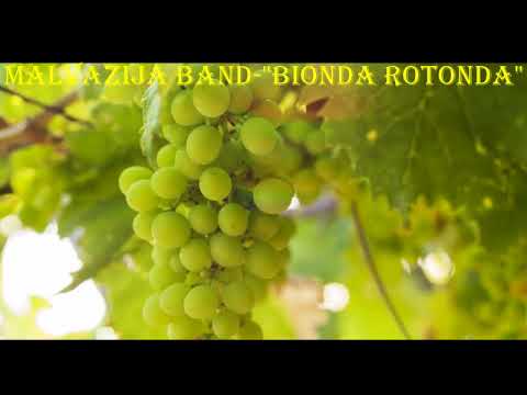 Malvazija band - Bionda rotonda