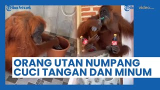 Aksi Orang Utan dan Anaknya Masuk ke Kamar Turis, Numpang Cuci Tangan dan Minta Minum