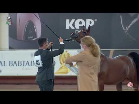 N 49 CPE DAVIDOFF   Italian Nationals 2020   San Giovanni In Marignano   Yearling Colts Class 4A