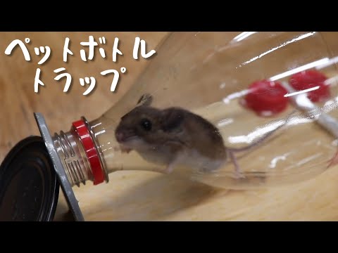 手作りの超音波忌避剤はペットボトルでネズミを怖がらせて追い払う 庭でネズミが隠れ場所から出てくるようにする