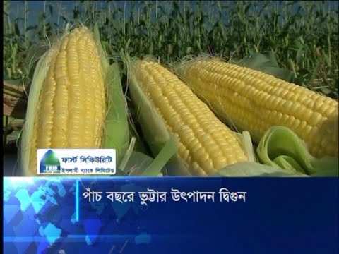 পাঁচ বছরে ভুট্টার উৎপাদন দ্বিগুন