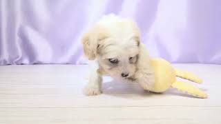 ハーフ犬の動画01