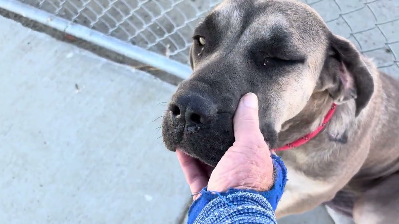 Avalon, a ADOPTABLE mixed breed in Wasco, CA video 6/6