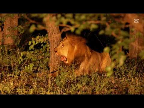 MrBeast Trapped in Cage as Lion Attacks! 🦁😱