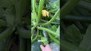 Download lagu #harvest #zuchinni #green ##food mp3