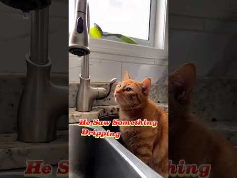 Funny Orange Cat #funnyshorts #funnyvideo #funnyanimalvideos