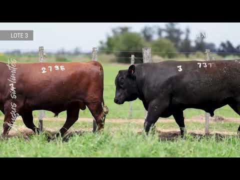 LOTE 3 – TOROS SA – TATUAJES 7360, 2796 Y 7377