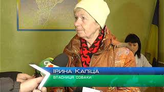 Харків’ян запрошують на вакцинацію домашніх вихованців проти сказу