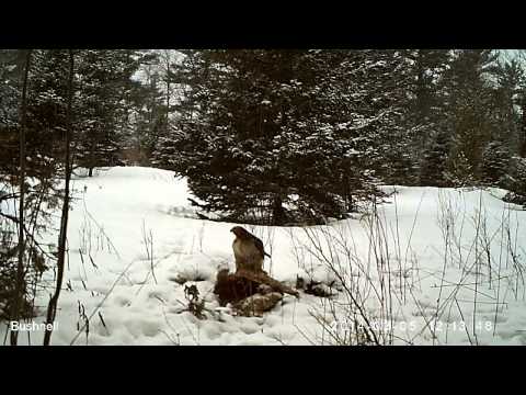 Can Hawk Eat Deer