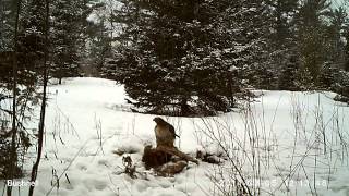 Hawk Eating Deer