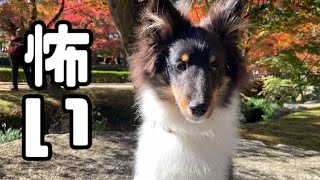 紅葉狩りきたけどビビりすぎて歩かないシェルティ