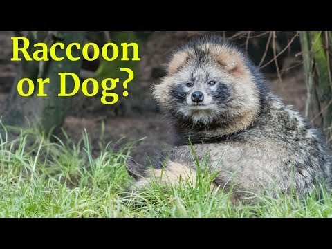 Tanuki (Racoon Dog): A Real Dog Behind a Racoon Face