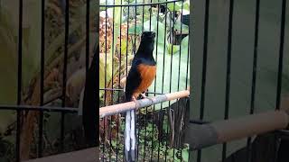 Download lagu Murai Ngukluk mp3