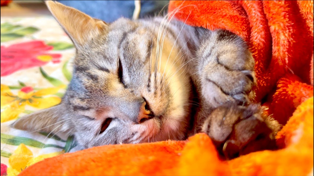 🔴みなさんこんばんは😴 Cat Water ASMR Live