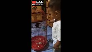 Download lagu SUARA ANAKAN BURUNG SRIGUNTING HITAM mp3 Download lagu SUARA ANAKAN BURUNG SRIGUNTING HITAM mp3