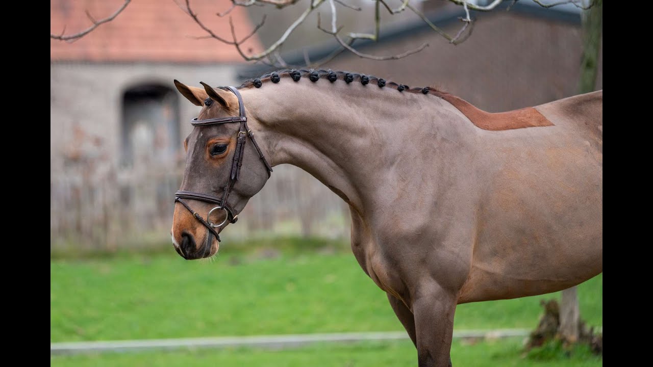 C'est la Vie (DEL'ARKO D'HENVET x CANCARA) video 2