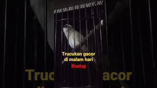 Download lagu Trucukan tetap konslet biar pun di malam hari mp3 Download lagu Trucukan tetap konslet biar pun di malam hari mp3