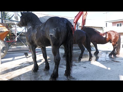 Armăsari la baie cu Duțu de la Praxia - Suceava 2022