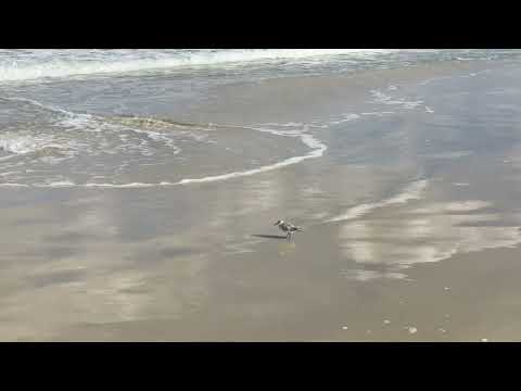 Moments With Marva :  The sandpipers