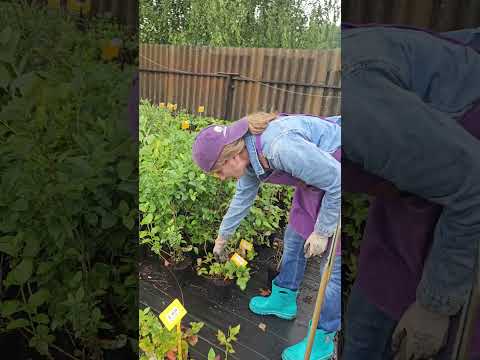 фото голубика. черенки 2 руб, саженцы от 20 руб. крупноплодные сорта 0