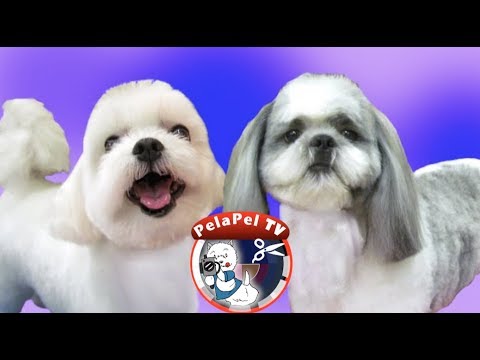 PELUQUERÍA CANINA  - TEDDY STYLE REALIZADO POR JUAN MARTÍNEZ