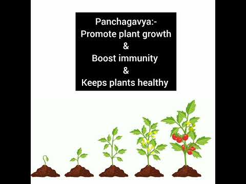Liquid panchagavya pest control, for home garden and agricul...