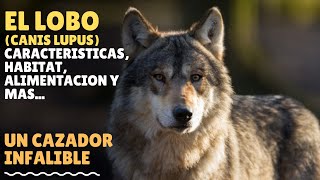 EL LOBO (CANIS LUPUS) UN CAZADOR INFALIBLE... CARACTERISTICAS, HABITAT, ALIMENTACION Y MAS...