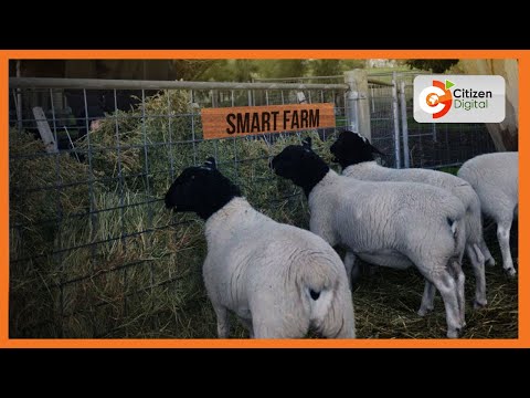 , title : 'Smart Farm | Farmer in Baringo rearing dorper sheep'
