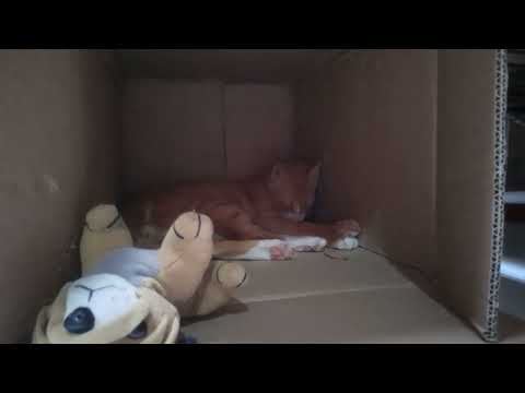 Cheena cat playing #catvideos #cat #cats #catlover #kittens #catlife #catlover #meow #funnycats