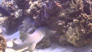 preview picture of video 'Cozumel, Santa Rosa Reef, 02.10.2011'