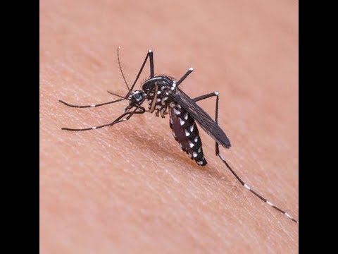 General Hospital holds awareness seminar on dengue