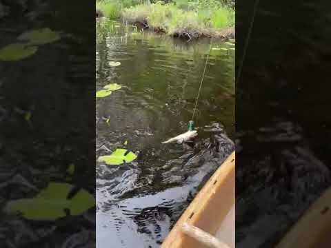 canoe fishing with my son