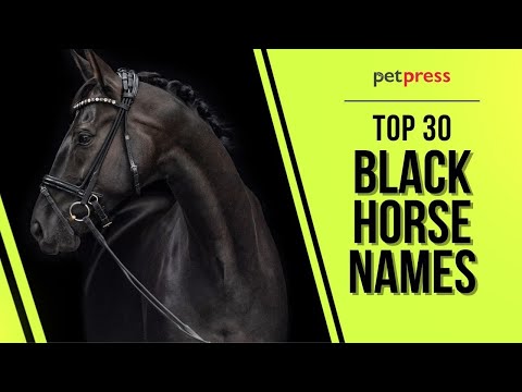 Top 30 Most Popular Black Horse Names