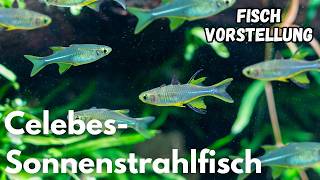 Celebes-Sonnenstrahlfisch - Marosatherina ladigesi | Liquid Nature Fisch Vorstellung