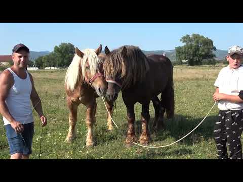 Caii lui Adi de la Tampa, Hunedoara 2023 Nou!!!