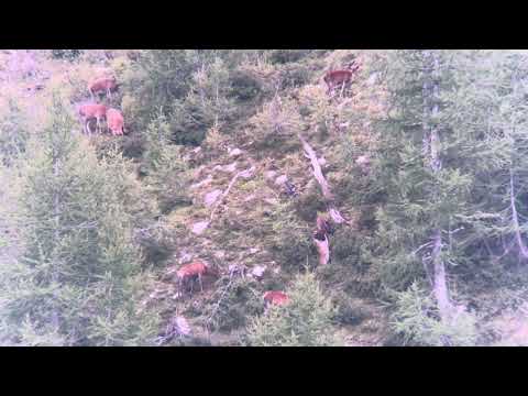 🦌 where the eye does not arrive ... my Swarovski has seen deer!