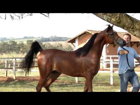 LonguiniHT - El Yllad