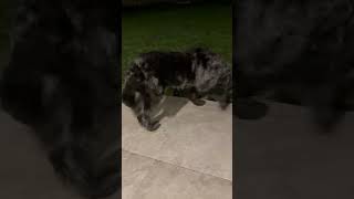 Video preview image #1 Labrador Retriever Puppy For Sale in Boca Raton, FL, USA