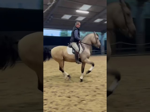 Lusitanien OC