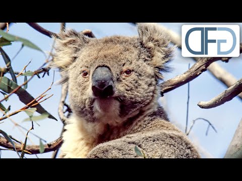 In den Wäldern Australiens | Tiere vor der Kamera (1983) | Folge 13/57