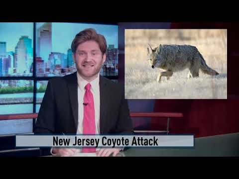 NJ Coyote Attack