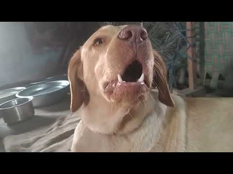 ʟᴀʙʀᴀᴅᴏʀ ᴅᴏɢ ꜱʜy ꜱᴩᴇᴀᴋɪɴɢ | ʜᴀʀꜱʜᴀᴅ ᴋᴇ ʜᴀᴄᴋꜱ | ꜰᴜɴɴy ᴅᴏɢ ᴠɪᴅᴇᴏ